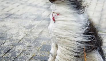 Сильный ветер вновь пройдет по Беларуси